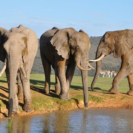 Addo Elephant Lodge & Safaris Kirkwood Bagian luar foto