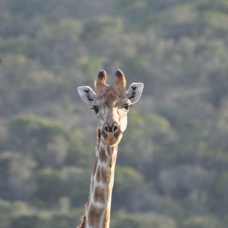 Addo Elephant Lodge & Safaris Kirkwood Bagian luar foto