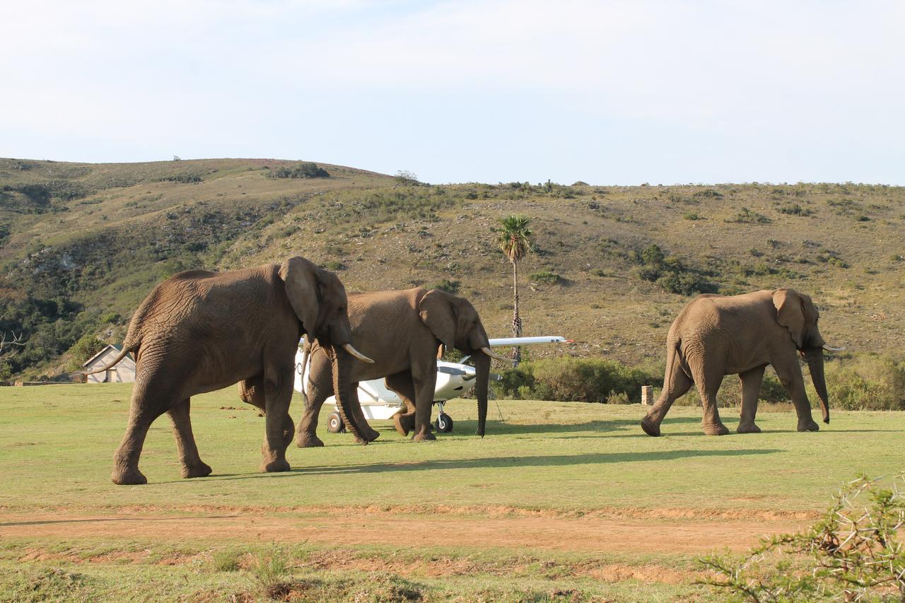 Addo Elephant Lodge & Safaris Kirkwood Bagian luar foto