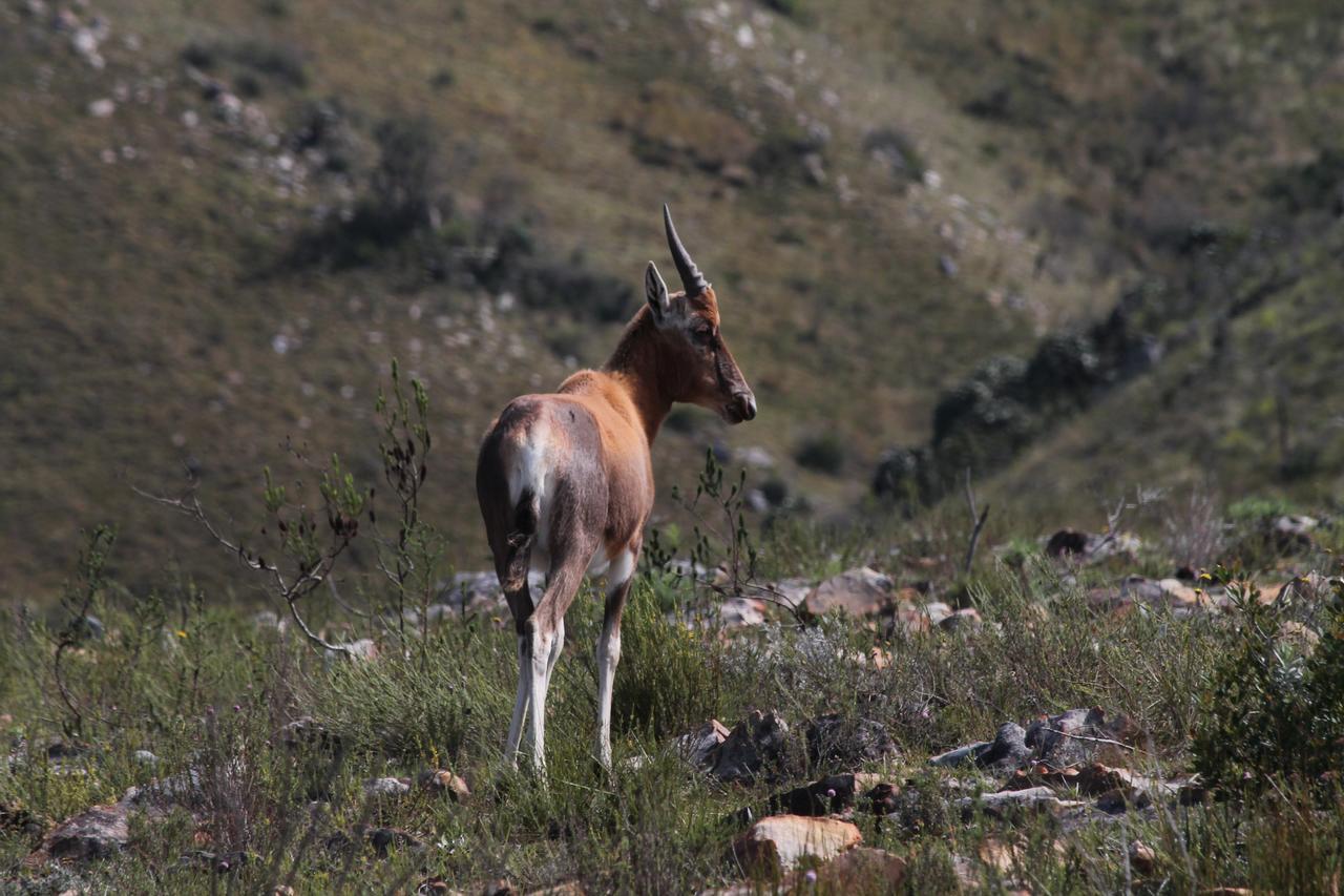 Addo Elephant Lodge & Safaris Kirkwood Bagian luar foto
