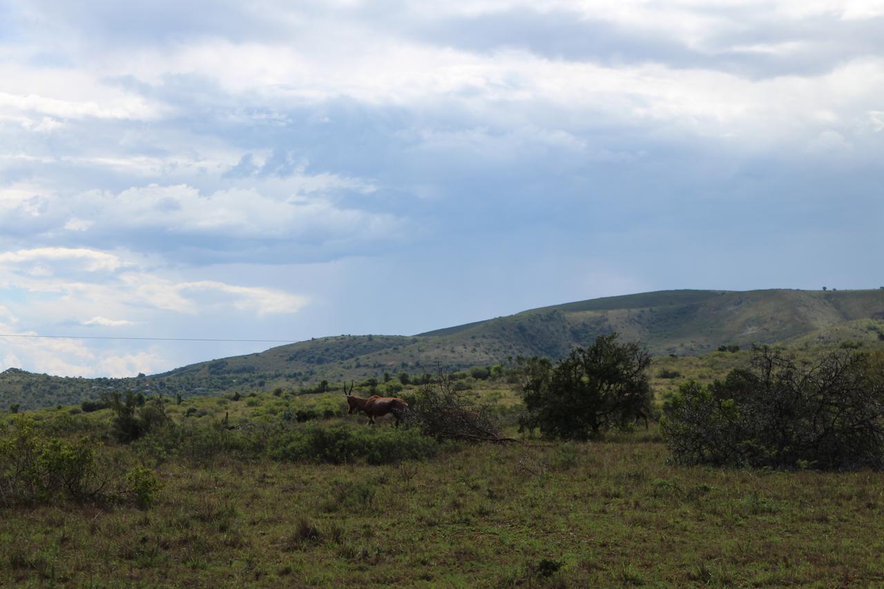 Addo Elephant Lodge & Safaris Kirkwood Bagian luar foto