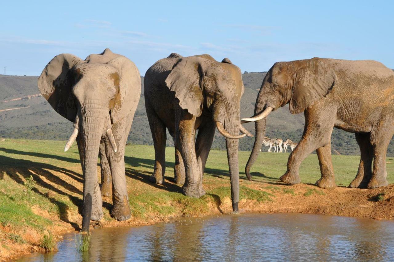 Addo Elephant Lodge & Safaris Kirkwood Bagian luar foto