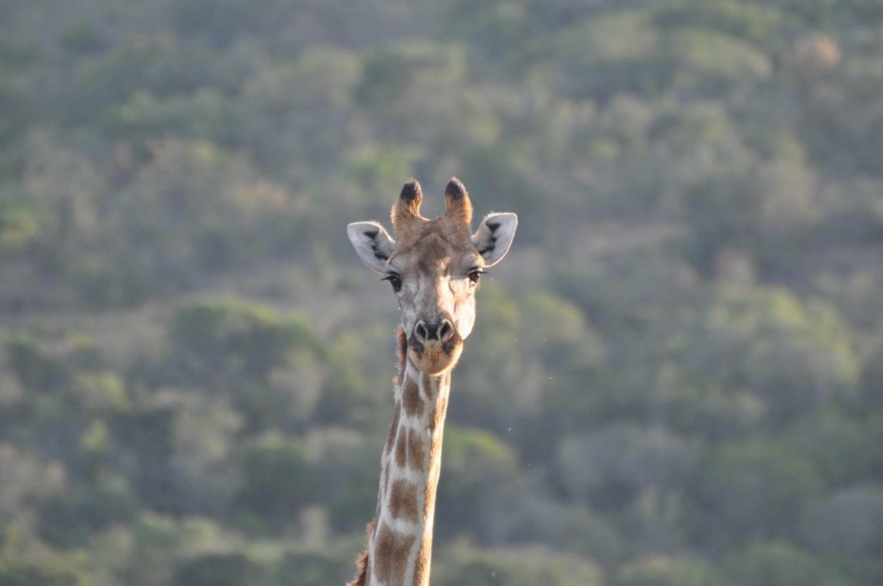 Addo Elephant Lodge & Safaris Kirkwood Bagian luar foto